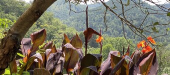 Les euphorbes - ST-LAURENT-DE-CERDANS