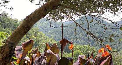 Les euphorbes - ST-LAURENT-DE-CERDANS