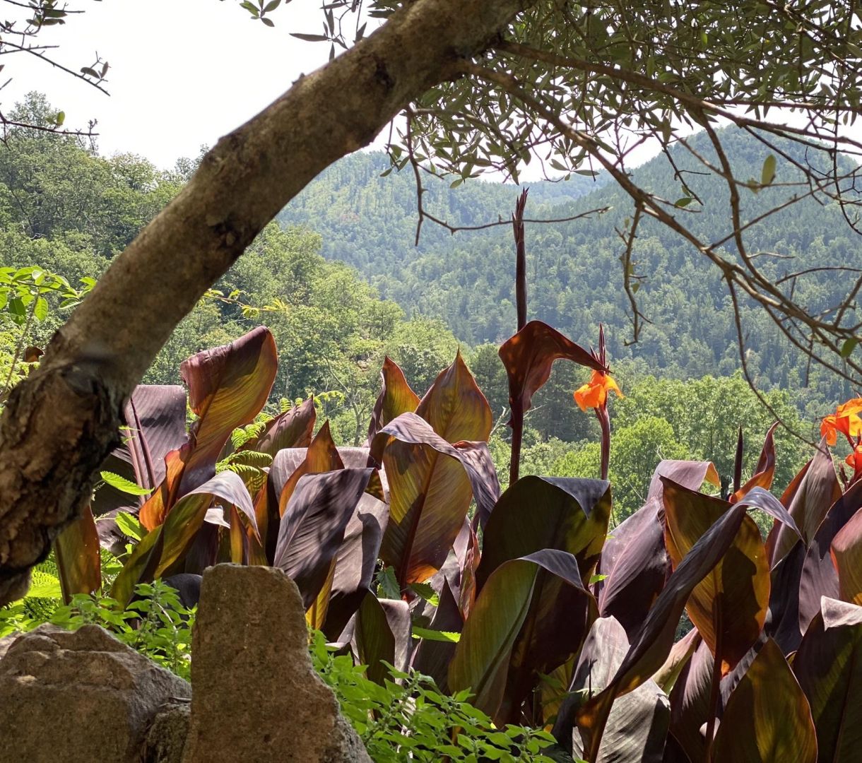 A lush garden with large, purple-leafed plants and orange flowers, set against a backdrop of dense green forest and hills.