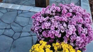 A house with a stone patio, outdoor seating, and flower beds. - New charming bungalow with vast mountain views, easy access, stunning sunsets! (Waynesville)