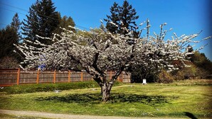 Un árbol con flores blancas en un área verde, con una cerca de madera y un edificio al fondo.