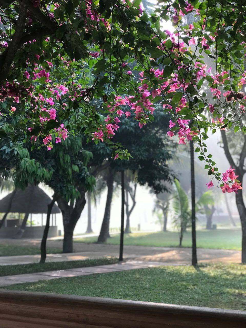 Ein Park mit Bäumen und rosa Blüten.