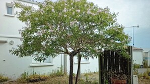 A tree with pink flowers in front of a white building. - Vendée farmhouse near beach and town center (L'Aiguillon-la-Presqu'île)