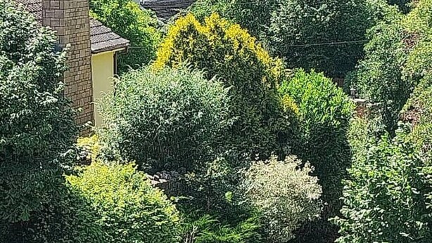 A narrow road flanked by lush greenery and traditional houses with distinct architectural features. - Grove View Studio Apartment. (Cossington)