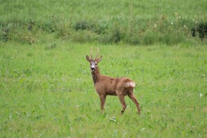 Comfort Villa, Lanai, Garden View | View from room