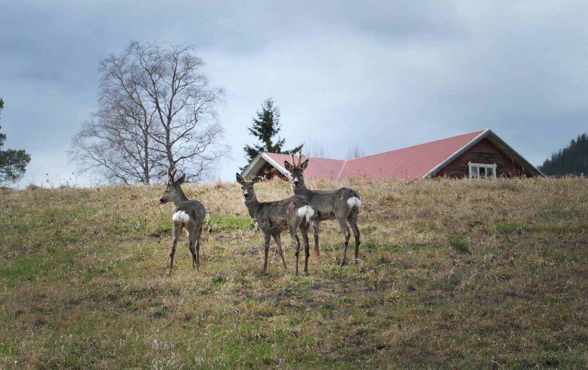 A group of deer on a grassy hill with a red-roofed building in the background.