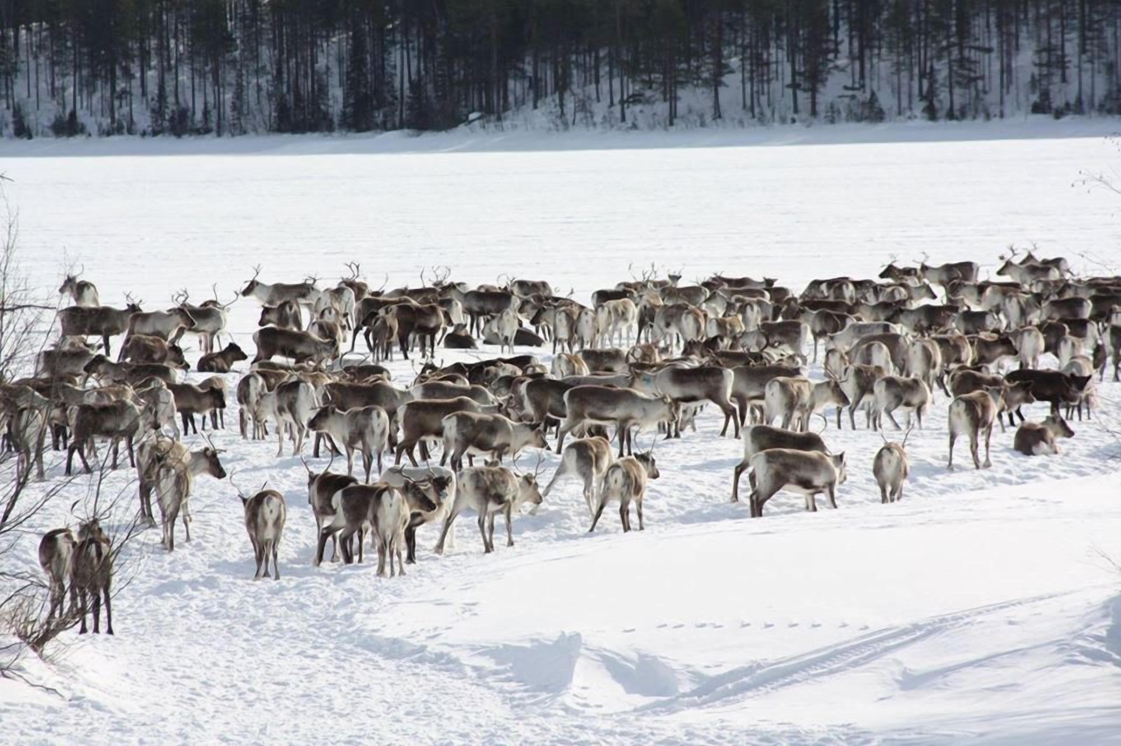 A herd of reindeer in a snowy landscape.