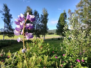 A garden with purple flowers and green foliage. - Villa Stolle (Hammarstrand)