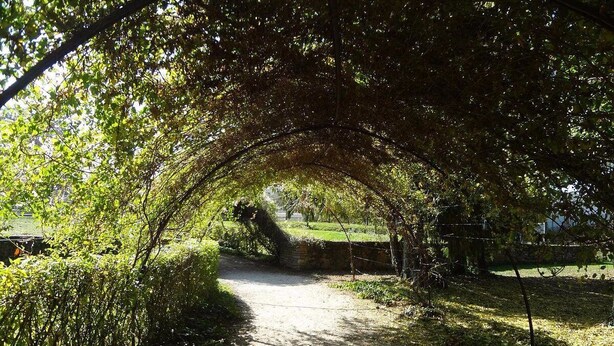 A pathway under a tree archway in a park.