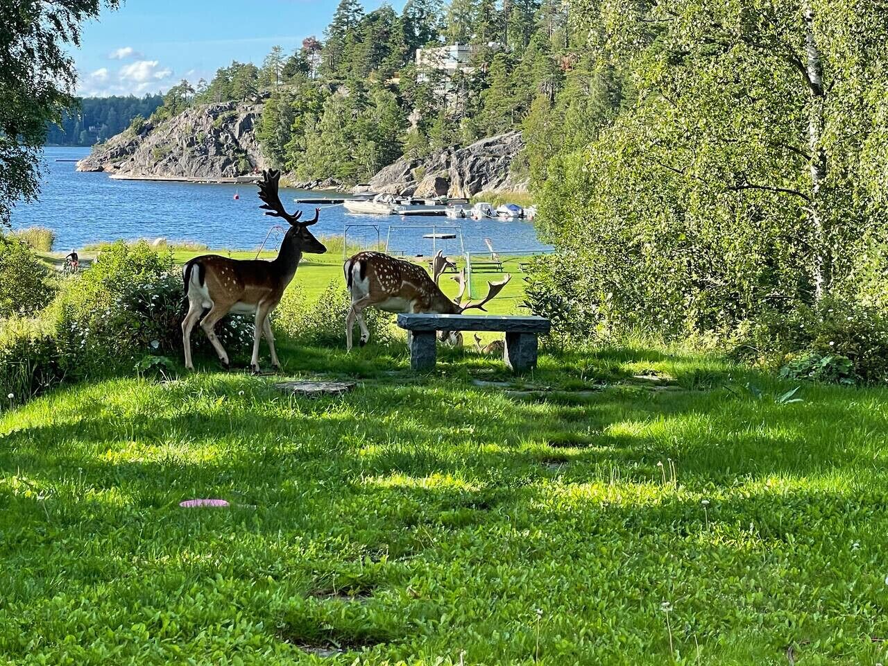 Une zone herbeuse avec deux cerfs et un banc près d’une étendue d’eau.