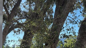 Un giardino con alberi grandi e un vialetto.