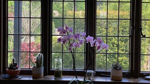 Une fenêtre donnant sur un paysage verdoyant, un cactus et un vase rempli de fleurs violettes.