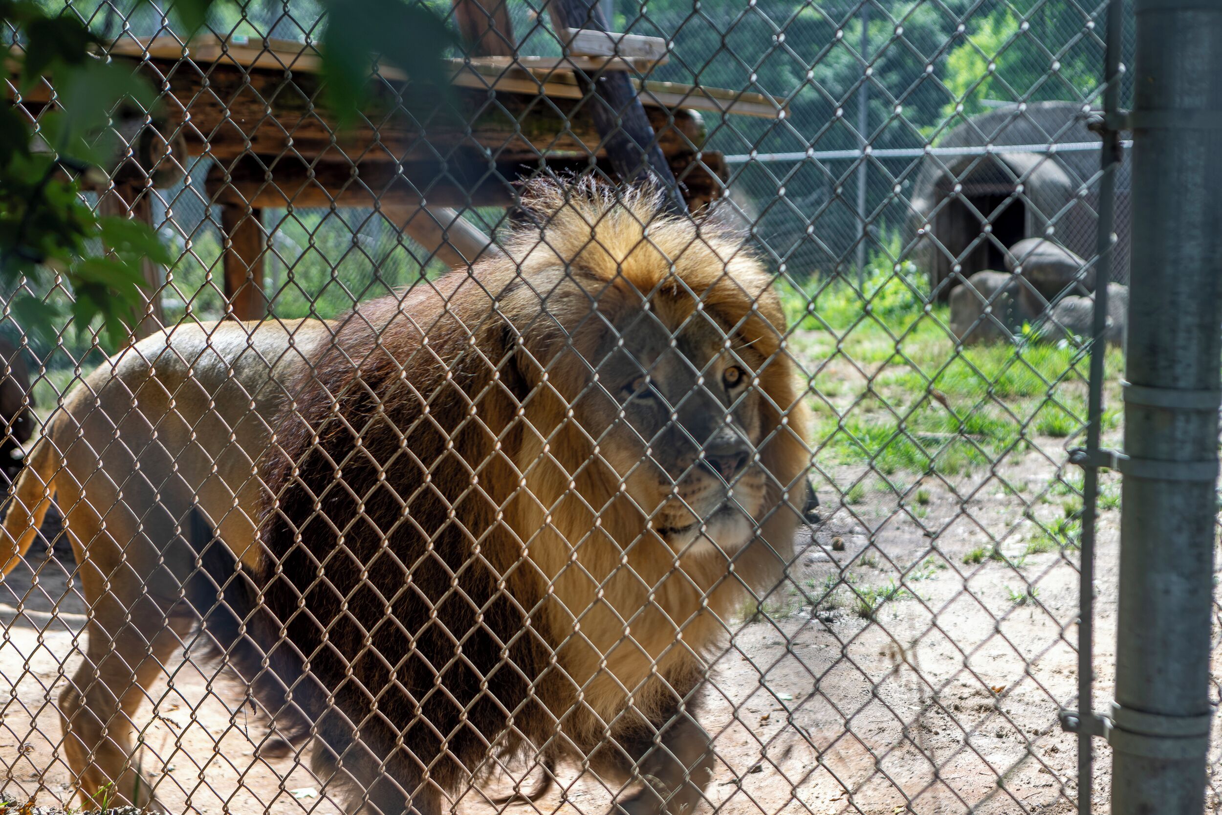 A lion behind a chain-link fence in a zoo enclosure.