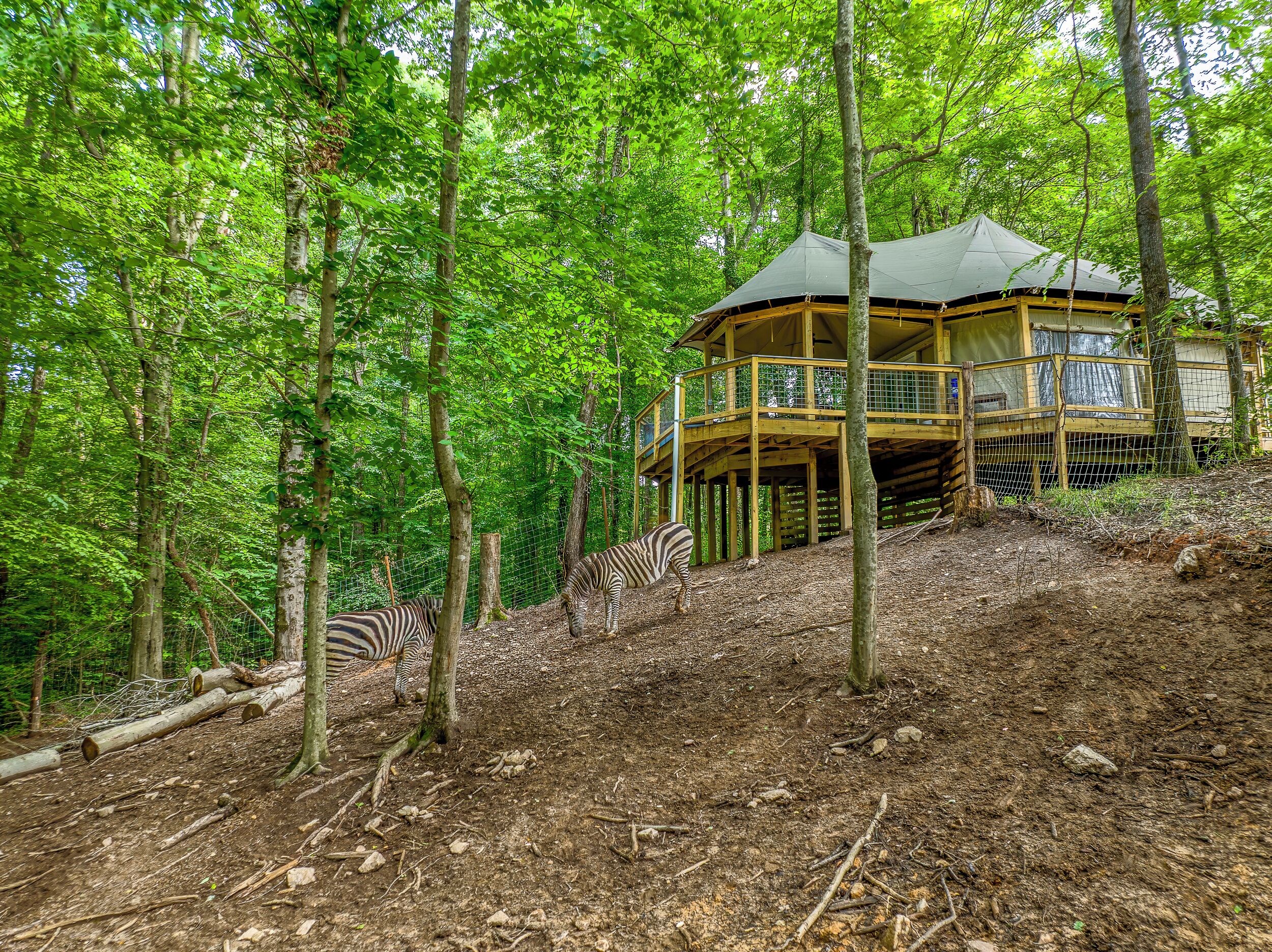 Une structure en bois dotée d’un balcon, entourée d’arbres et d’une zone délimitée par une clôture où se trouvent des zèbres.