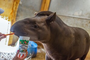 Een close-up van iemand die een groot dier, mogelijk een tapir, eten geeft met een beker waarop 'ZOO TASTY PARK' staat.