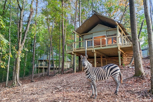 Glamping Tent: Retreat to this unique stay surrounded by nature and friendly wildlife!