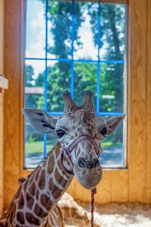 Een giraffe in een kamer met houten wanden en een raam.
