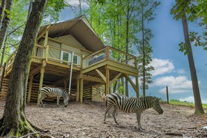 Un bâtiment en bois doté d’un balcon, entouré d’arbres et d’un zèbre.