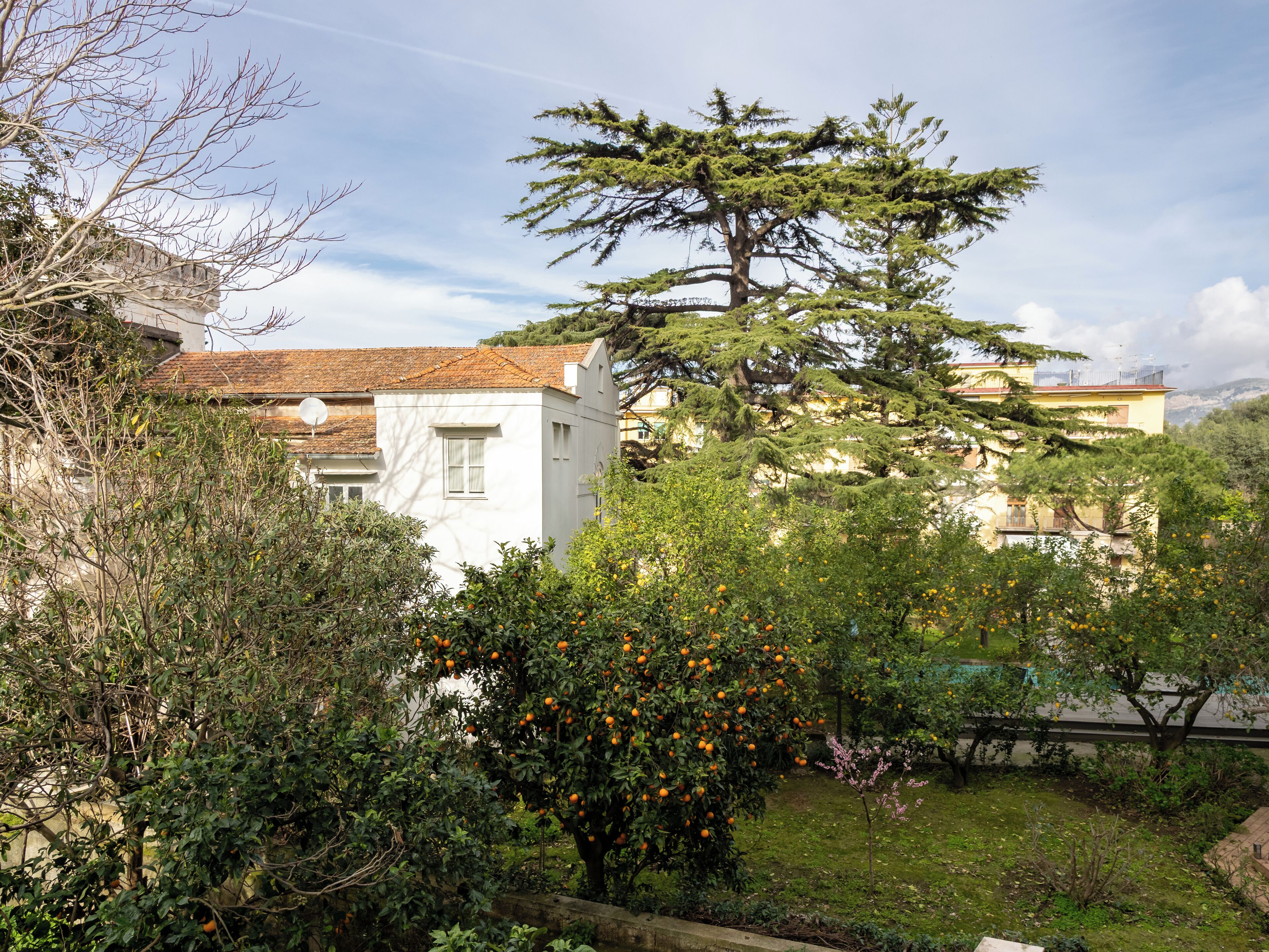 A residential area with a white building, a large tree, and an orange tree in the foreground.