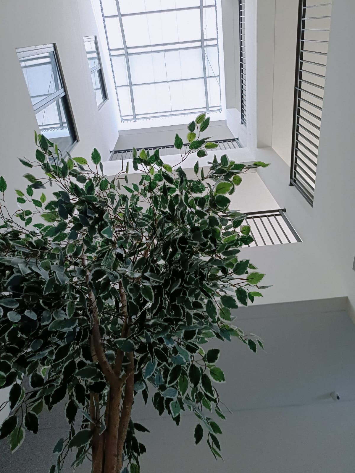 A room with a large window, a potted plant, and a white wall.