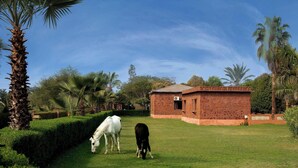 A grassy area with two cows grazing, a brick building, and palm trees. - Royal Safari Lakeside Resort- Little Rann of Kutch (Dasada)