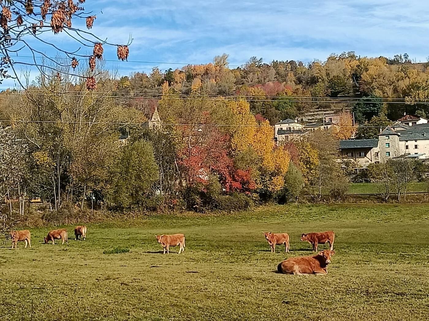 A rural landscape with a field of grazing cattle, trees with autumn foliage, and a distant building.