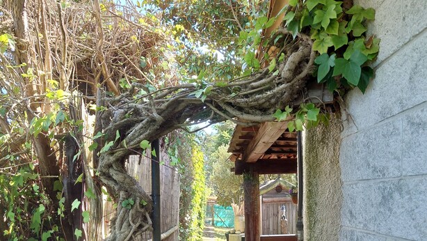 Un sendero en un jardín con un pérgola de madera y un muro de ladrillo.