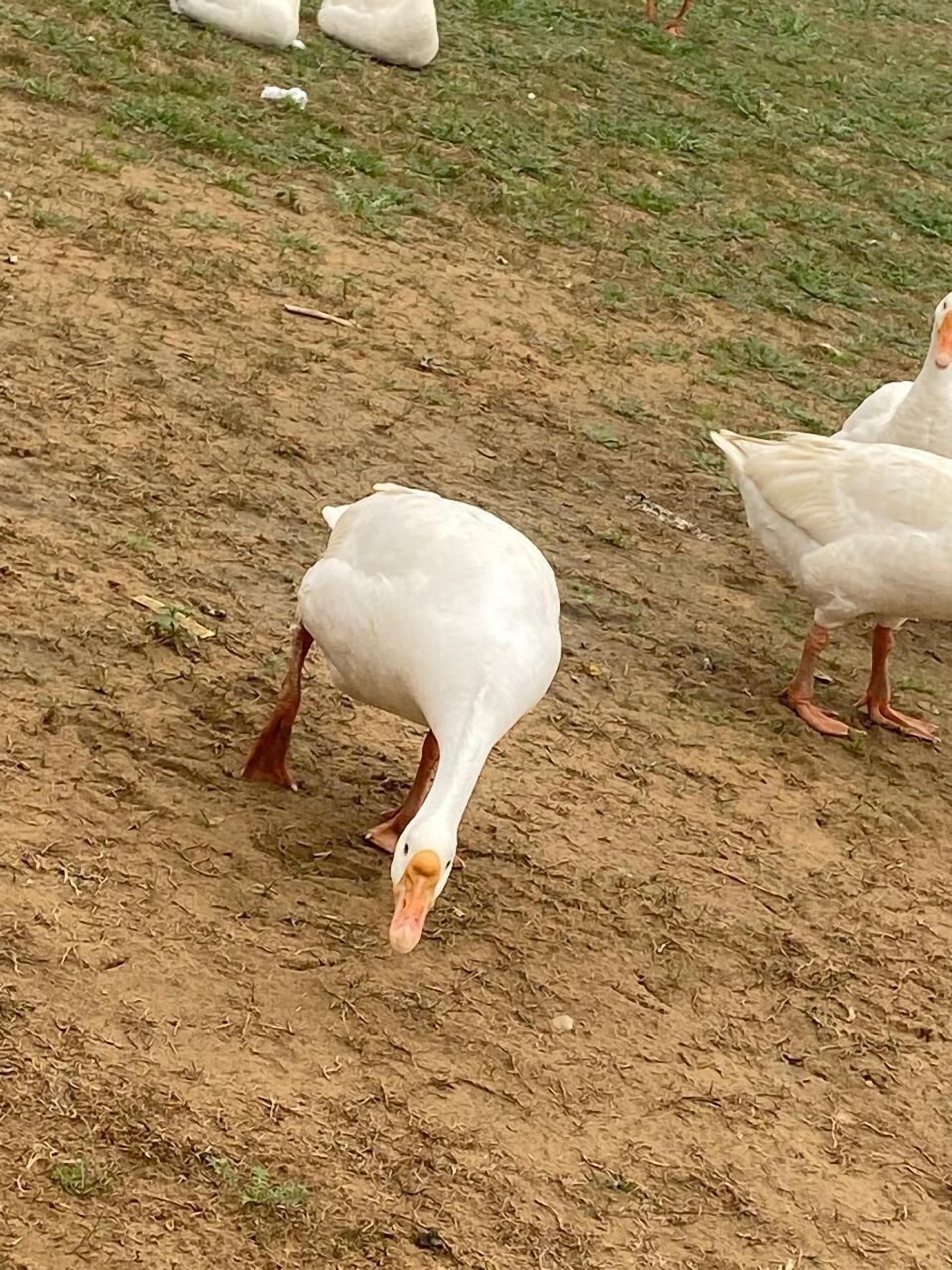 A white goose on a dirt ground with sparse grass.