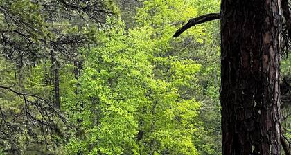 Charming 1-bedroom lakefront cabin in sweet and quiet Franklin Georgia