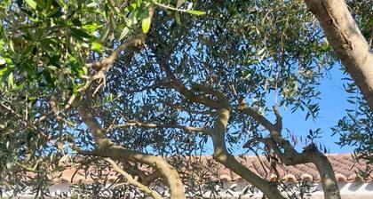 Villa in the heart of an Oleron vineyard