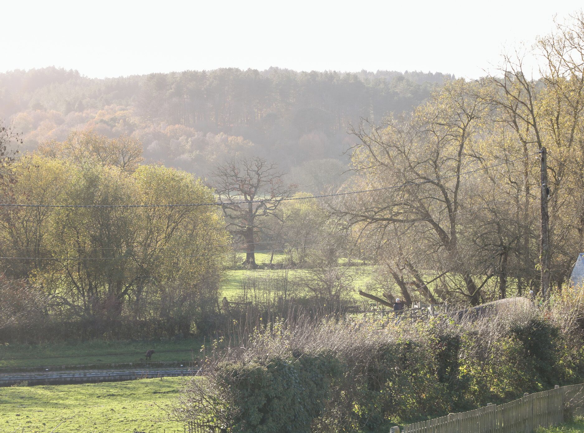 Ländliche Landschaft mit einem großen Baum im Vordergrund, einem Zaun und einem Feld im Hintergrund.