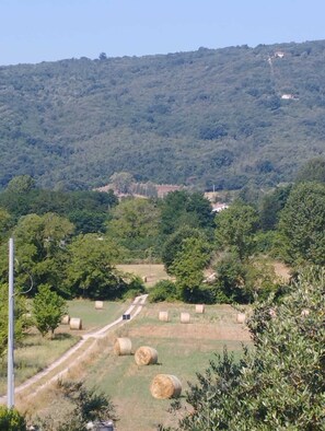 A rural landscape with rolling hills, scattered trees, and hay bales. - Apartment 1 with Lake View (Alvignano)
