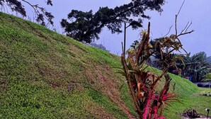 A landscaped area with a grassy slope, a palm tree, and a small illuminated structure. - Biofilia Monteverde (Monteverde)