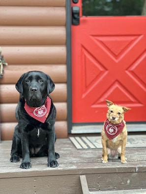Two dogs sitting on a wooden porch with a red door in the background.