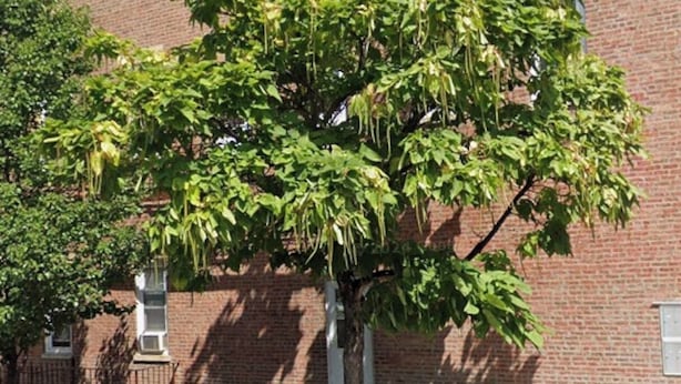 Un coche rojo aparcado frente a un edificio de ladrillo con un árbol delante.