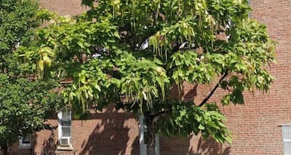1-bedroom apartment in charming Chicago with AC and free street parking