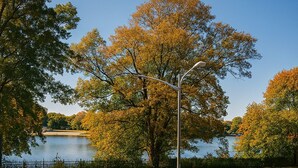 A parking lot with marked spaces, a street lamp, and a tree with autumn foliage. - MHO Hotel Dover (Dover)