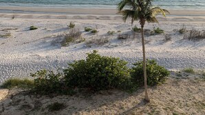 A beach with a palm tree and sparse vegetation.