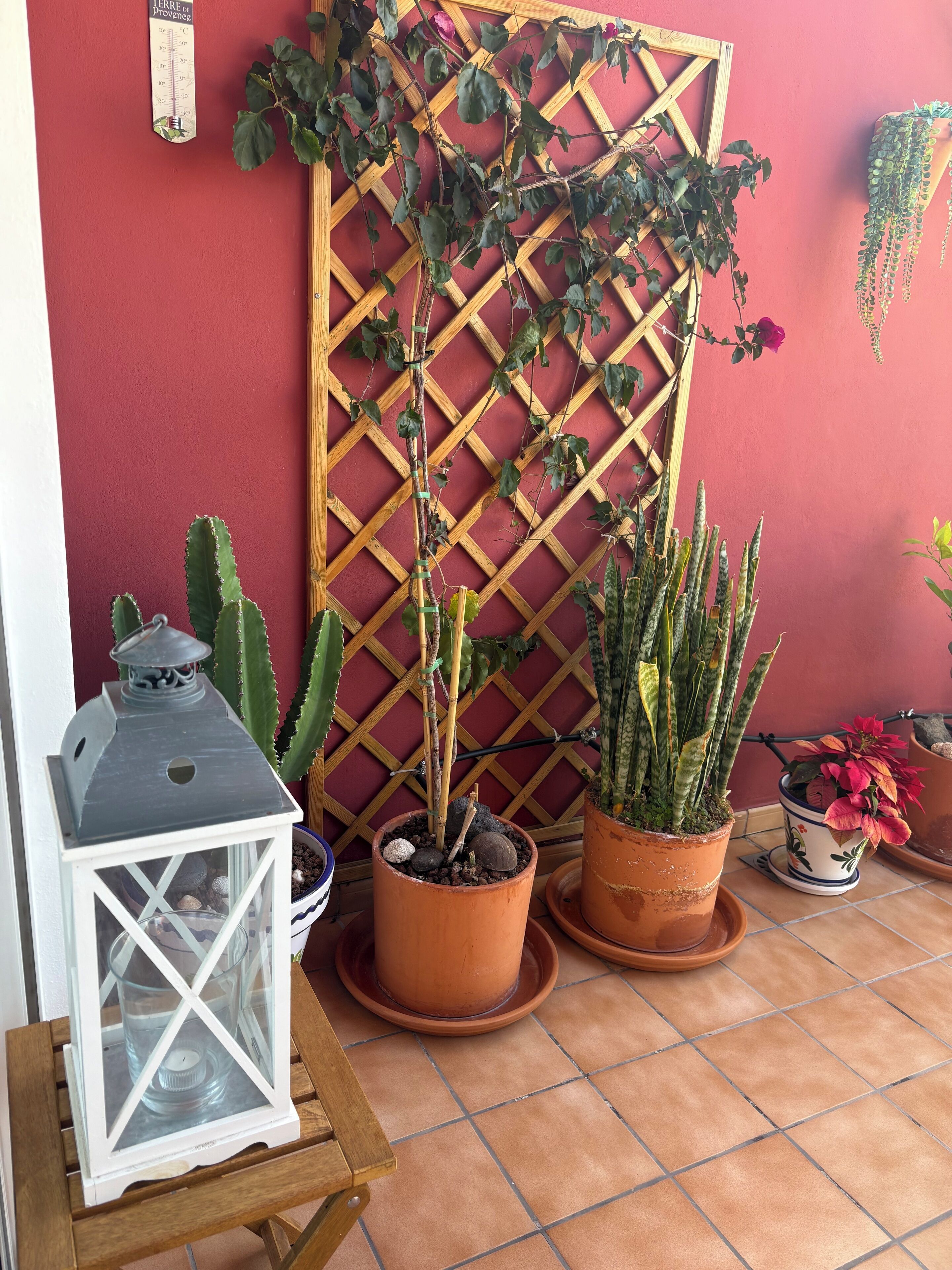 A potted plant arrangement on a tiled patio with a wooden lattice structure, a white lantern, and a thermometer on a red wall.