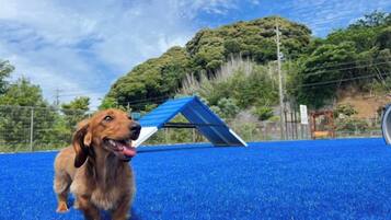 A dog on a blue surface with a blue-roofed structure in the background.