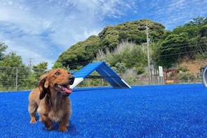 Un chien sur une surface bleue, avec une structure à toit bleu en arrière-plan.