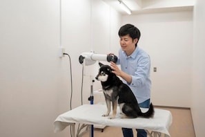 Une salle d’examen vétérinaire avec un chien sur une table, un vétérinaire et une lampe d’examen vétérinaire.