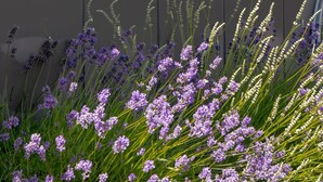 Una ventana con vistas a un edificio y un jardín con flores moradas.