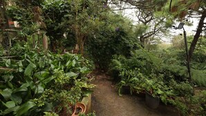 A lush garden with various plants and a dirt path. - Bio-built Retreat in the Nature of Valle de Bravo (Valle de Bravo)