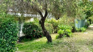 A garden with a tree, various plants, and a shed. - Affordable Chermside Home near Hospital & Westfield (Chermside)