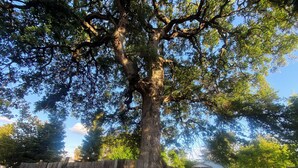 A large tree with a thick trunk and sprawling branches, surrounded by a wooden fence and a grassy area. - Sweet Home with Ample Parking. Only 1-min to Freeway! (Sacramento)