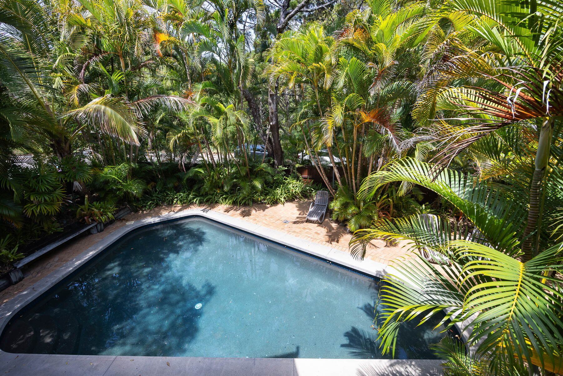A swimming pool surrounded by dense tropical foliage.