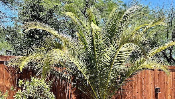 A wooden fence, a large pine tree, and a small shrub in a garden. - Cozy 2 bed 2 bath Santa Fe style, 55+ Senior Community Green Valley town home. (Green Valley)