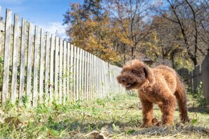 En hund står på en græsplæne med et træhegn i baggrunden.