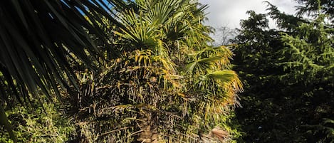 Hus - 1 sovrum - utsikt mot trÀdgÄrden | TrÀdgÄrd